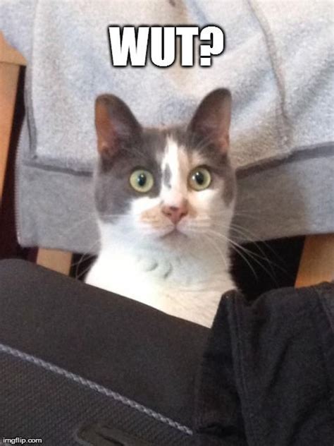 See The Lovely Funny Confused Cat Memes Hilarious Pets Pictures
