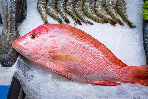 Snapper