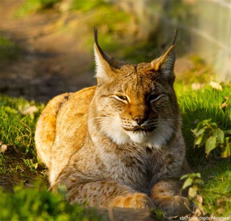 Siberian Lynx Stephanieb Flickr