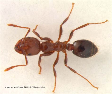 Dr. Fire Ant's Musings: Introducing the Ghost Ant