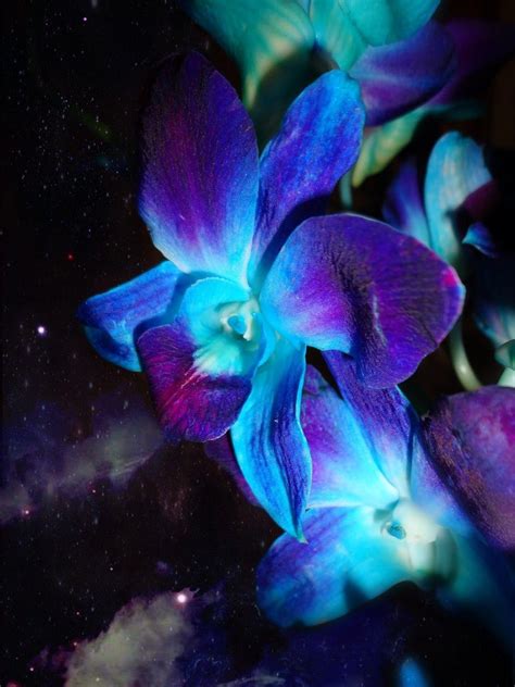 Blue Orchid Flower Wallpaper Hd Gambar Bunga