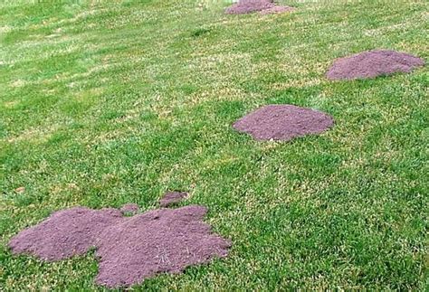 Master Gardener Dont Let Gophers Moles Tear Up Your Lawn Tulsa