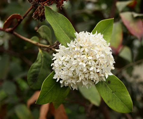 Acokanthera Fragrant Plant Fragrant Flowers Small