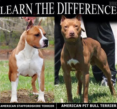 Blog Do Pit Bull American Pit Bull Terrier Vs American Staffordshire