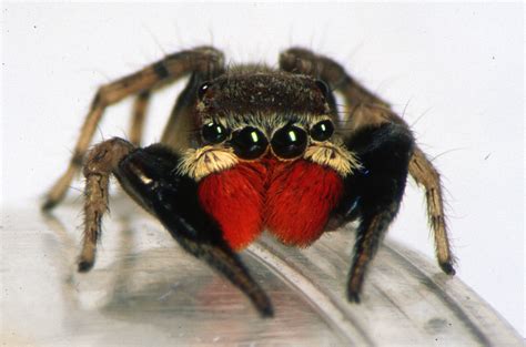 In terms of why people are in no hurry to get vaccinated, it seems to me that this is one of our national characteristics, the spokesman said. Indistinguishable from magic: hunting for spiders in ...