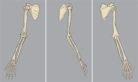 Diagramme D Anatomie Squelettique Du Bras Humain Art Vectoriel The