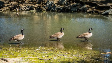 Three Geese In A Row Three Canadian Geese All In A Row In Flickr