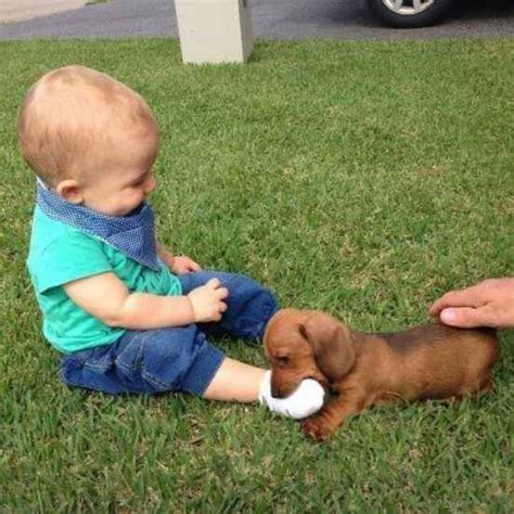 Haha Hes Nibbling On His Lil Foot 21 Babies Meeting Dogs For The