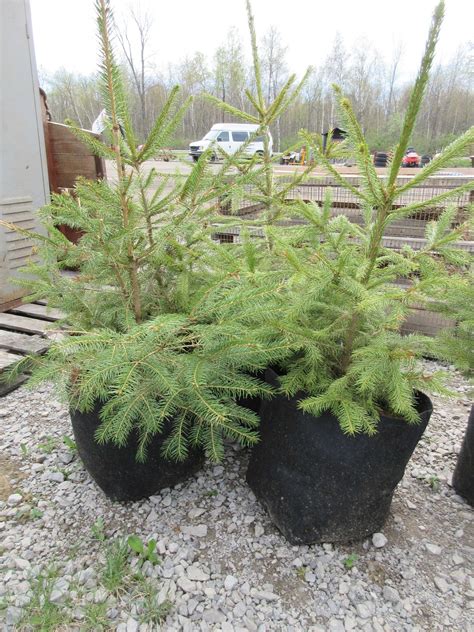 Albrecht Auctions 4 Norway Spruces In Biodegradable Pots State