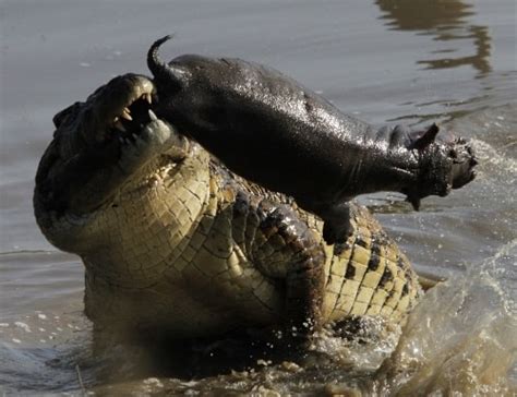Crocodile Eating Hippo Boar Turtle