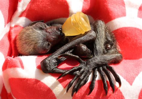 Premature Bat Pup Finally Ready For Release Echonetdaily