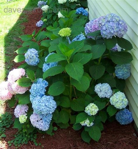 Plantfiles Pictures Bigleaf Hydrangea French Hydrangea Mophead