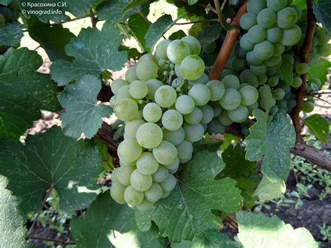 Саваньен блан (Траминер белый) - сорт винограда