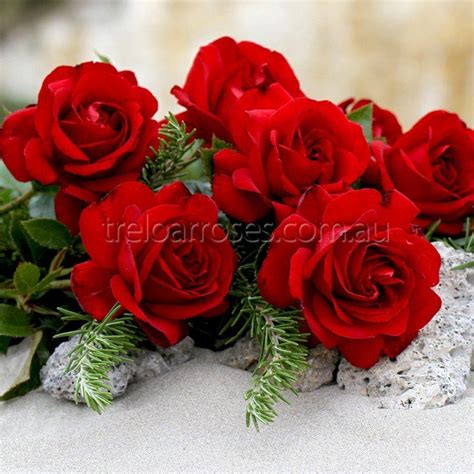 Gallipoli Centenary Rose Pretty Roses Beautiful Roses Gorgeous