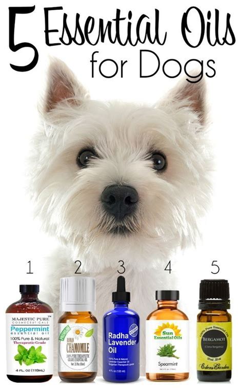 5 Essential Oils For Dogs 2015095