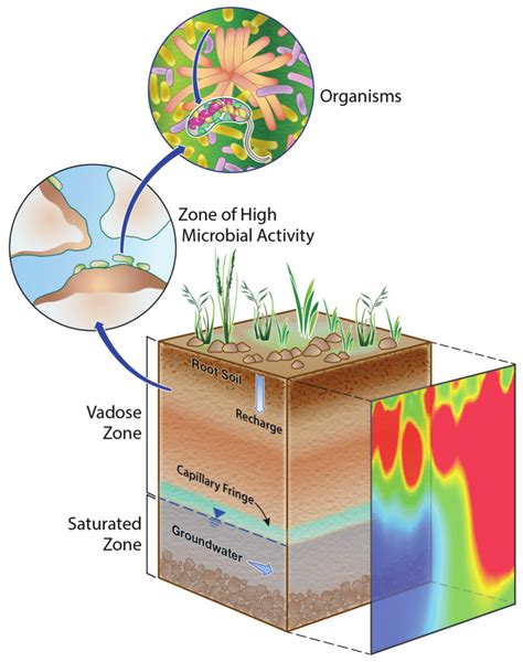 Schematic Presentation Of The Vadose Zone Architecture And Inherent