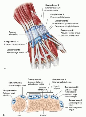 Extensor Tendon Anatomy Anatomical Charts And Posters