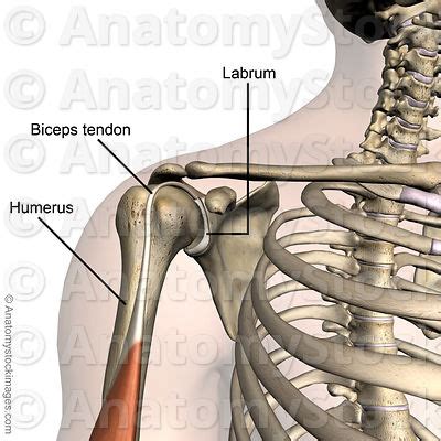 A tendon can also tear as part of an injury, such as moving or twisting your elbow or shoulder in an awkward way, or falling down with your arm outstretched. Anatomy Stock Images | Shoulder