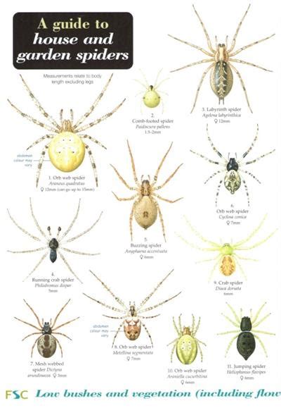 House And Garden Spiders Identification Chart By Bee L Lewington
