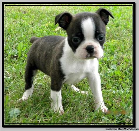 Very smart, well socialized, raised around the house with. CKC Toy Boston Terrier Puppies Ready To Go !!! - Price: 300.00 for sale in Park City, Illinois ...