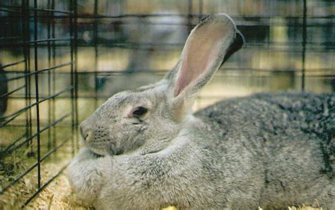 Historic Meat Rabbit Breeds - Grit | Rural American Know-How