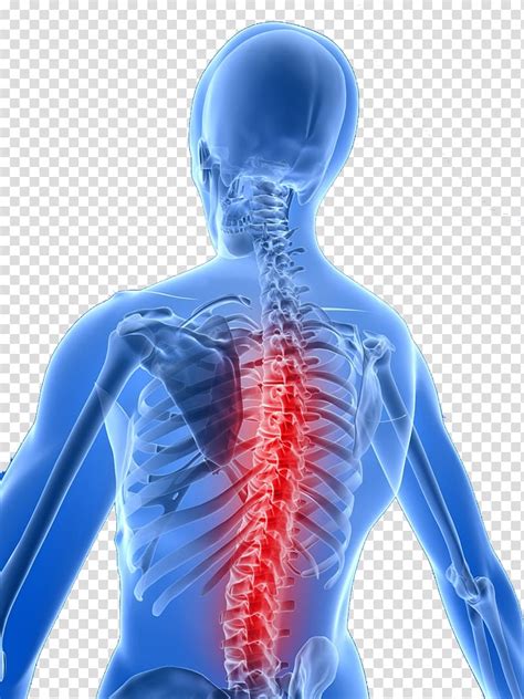 Spinal Cord Illustration Back Pain Vertebral Column Chiropractic