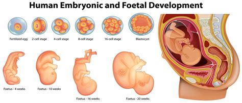 Diagram Showing Human Embryonic And Foetal Development 296845 Vector