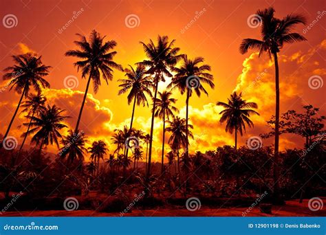 Coconut Palms On Sand Beach In Tropic On Sunset Stock Photo Image Of