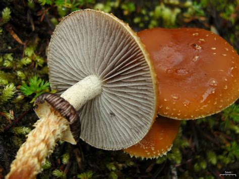 Leratiomyces Squamosus The Ultimate Mushroom Guide