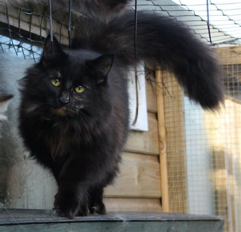 Norwegian Forest Fluffy Black Cat Breeds Pets Lovers