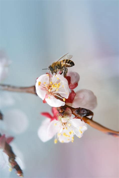 Bee On The White Flower Stock Image Image Of Closeup 38689845