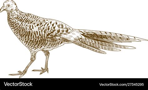 Engraving Antique Pheasant Female Royalty Free Vector Image