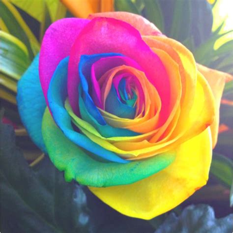 Tye Dye Rose Beautiful Rose Flowers Beautiful Roses Rainbow Roses