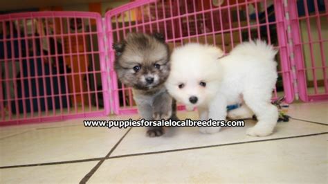 Cute And Small Pomeranian Puppies For Sale Georgia Local Breeders