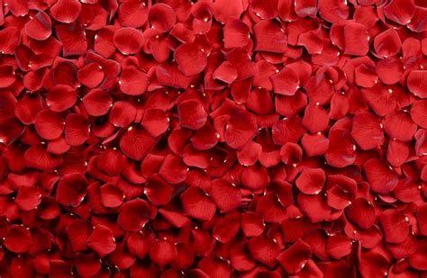 Red Rose Petals Background Photo Free Download