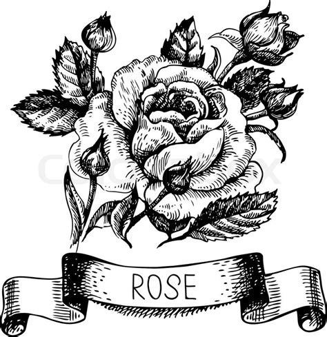 Coloring pages of roses with banners. Vintage Rose Drawing at GetDrawings | Free download