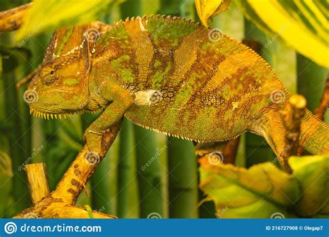 Chameleon Close Up Disguises Itself Among The Leaves Of Trees In The