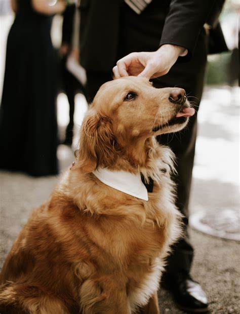 Our Wedding Day Dog Wedding Attire Dog Wedding