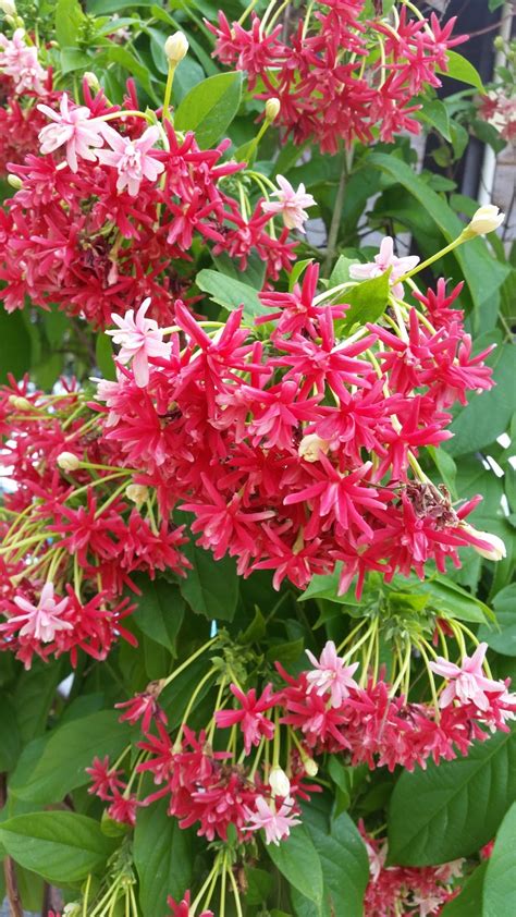 Keistimewaan bunga raya sebagai bunga hiasan bunga raya merupakan sejenis tumbuhan yang berbunga sepanjang tahun dan ia juga sejenis pokok bunga yang tidak memerlukan penjagaan yang rapi. Warisan Petani: WW 33 : Bunga Pokok Akar Dani