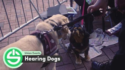 Hearing Dogs Youtube