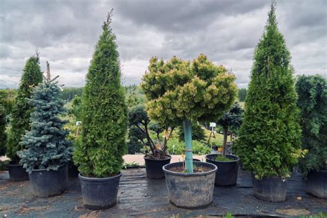 Use a towel for larger cacti and those cactus is a type of succulent that can root in either water or dirt. How to Choose and Care for a Living Christmas Tree ...