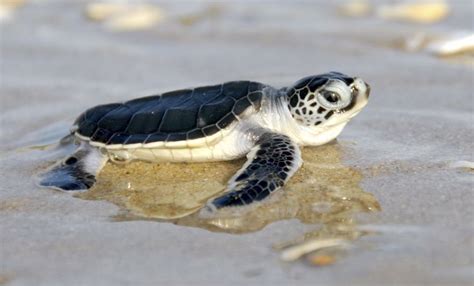 Island Conservation Endangered Green Sea Turtles Return To Florida In