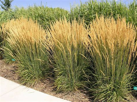 Karl Foerster Feather Reed Grass 3 Pot Calamagrostis