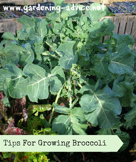 Growing Broccoli How To Grow Broccoli Plants In Your