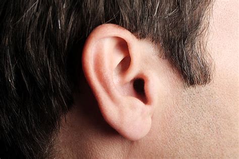 Human Ear Stock Photos Pictures And Royalty Free Images Istock
