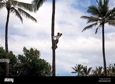 Native Climbing Palm Tree In Hawaii Tall Thin Palm Trees With White