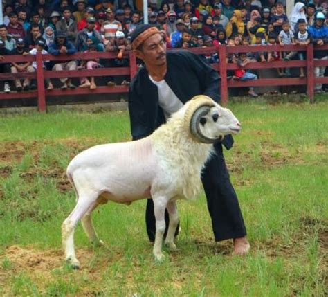 Asal Usul Tradisi Adu Domba Garut Atraksi Seni Paling Seru Di Tanah