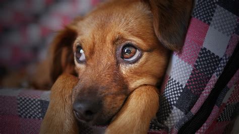 Jakie są objawy psiej depresji Świat Psów
