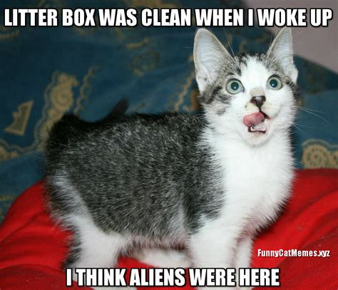 Clean Cat Memes Funny Best Cat Memes Of 2020 Cat Memes Clean Funny