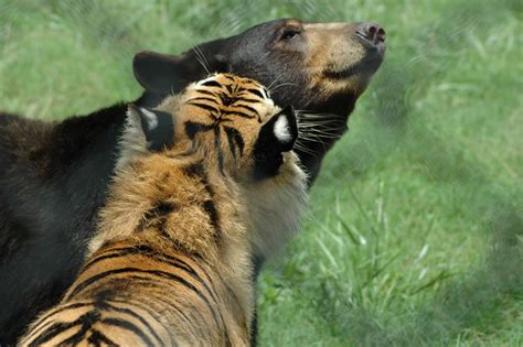 Tiger And Bear Flickr Photo Sharing